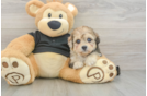 Havapoo Pup Being Cute
