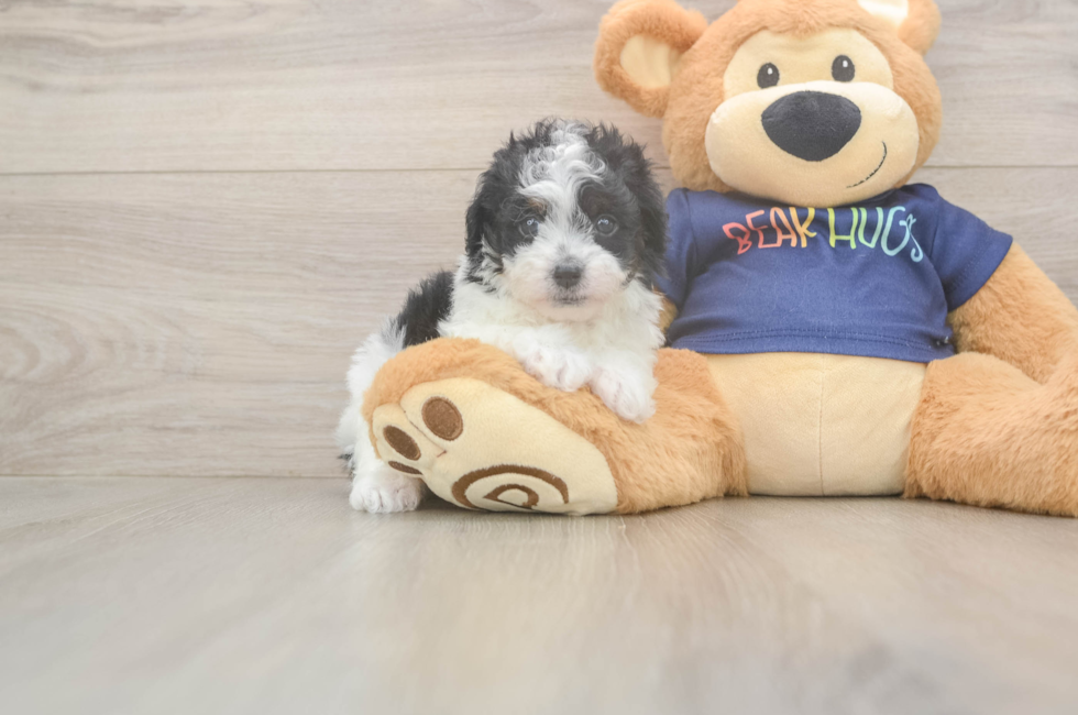 6 week old Havapoo Puppy For Sale - Florida Fur Babies