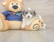 8 week old Havapoo Puppy For Sale - Florida Fur Babies