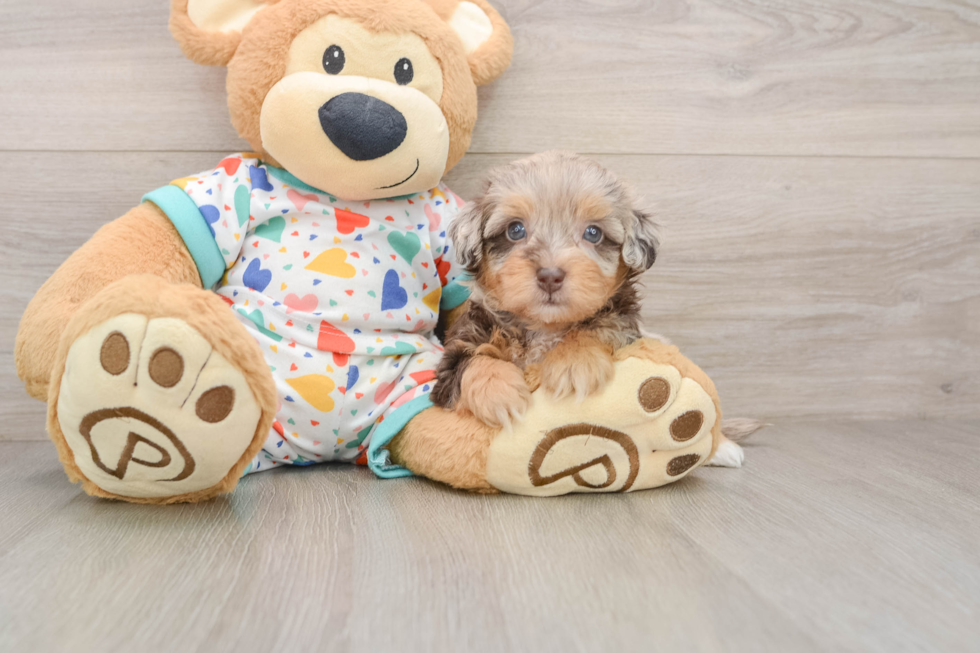 Havapoo Puppy for Adoption