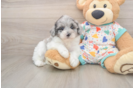 Popular Havapoo Poodle Mix Pup