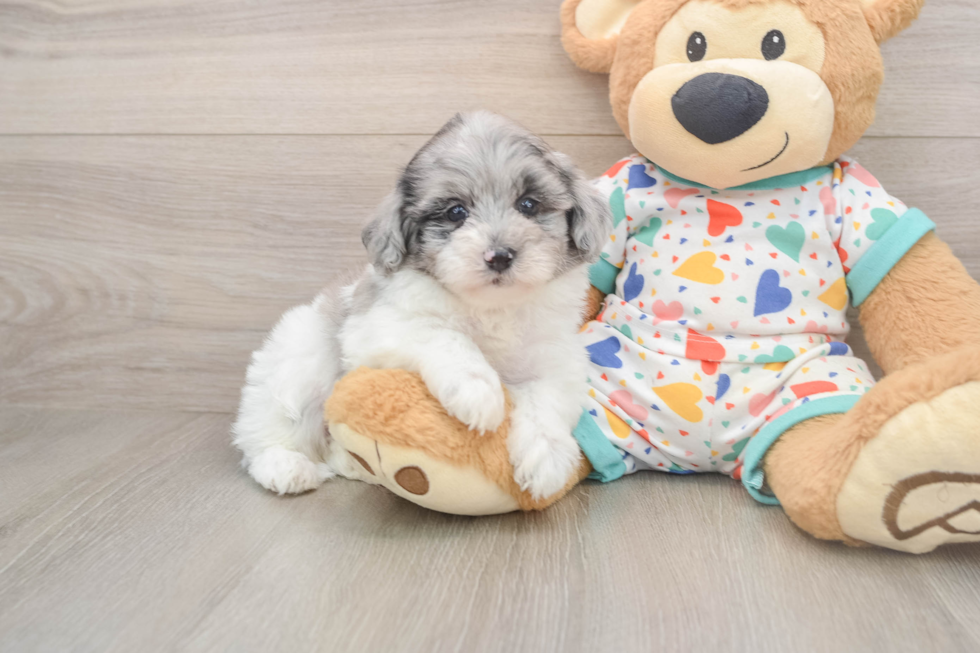 Popular Havapoo Poodle Mix Pup