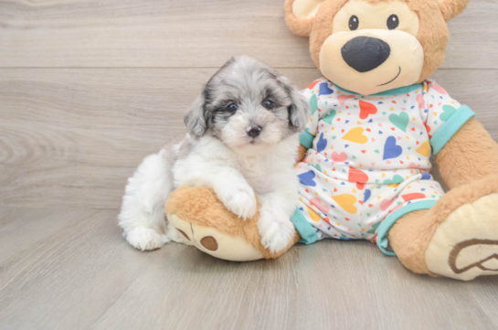 Popular Havapoo Poodle Mix Pup