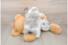 Havapoo Pup Being Cute