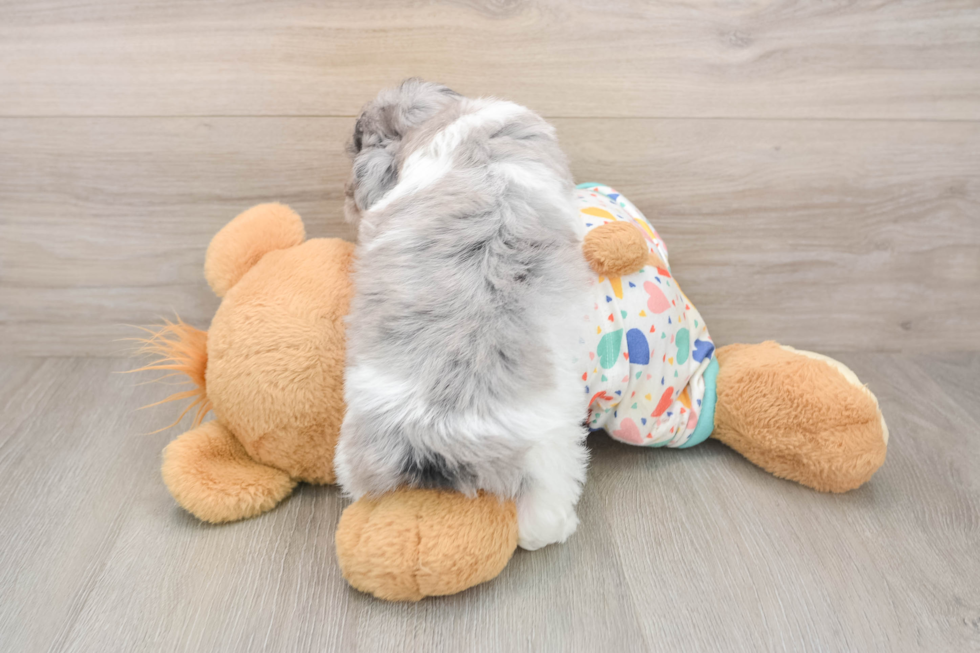 Havapoo Pup Being Cute