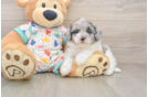 Havapoo Puppy for Adoption