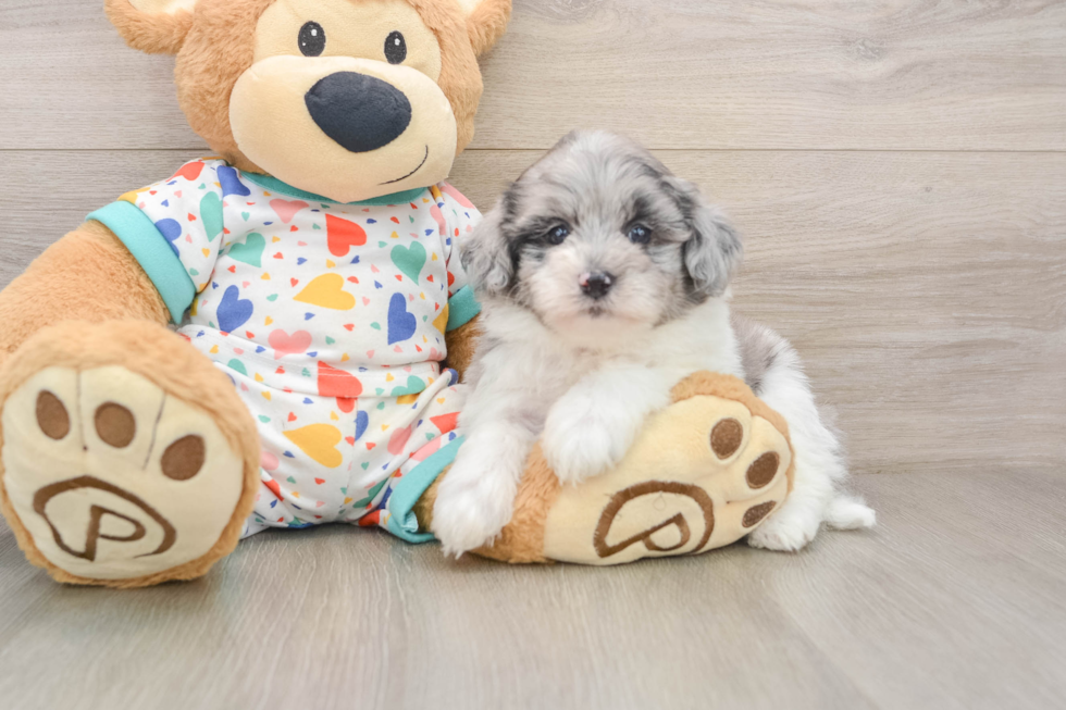 Havapoo Puppy for Adoption