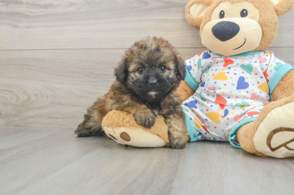 5 week old Havapoo Puppy For Sale - Florida Fur Babies