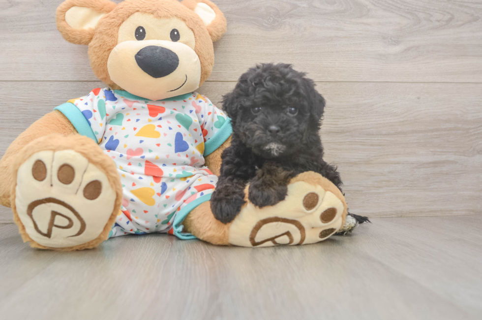 6 week old Havapoo Puppy For Sale - Florida Fur Babies