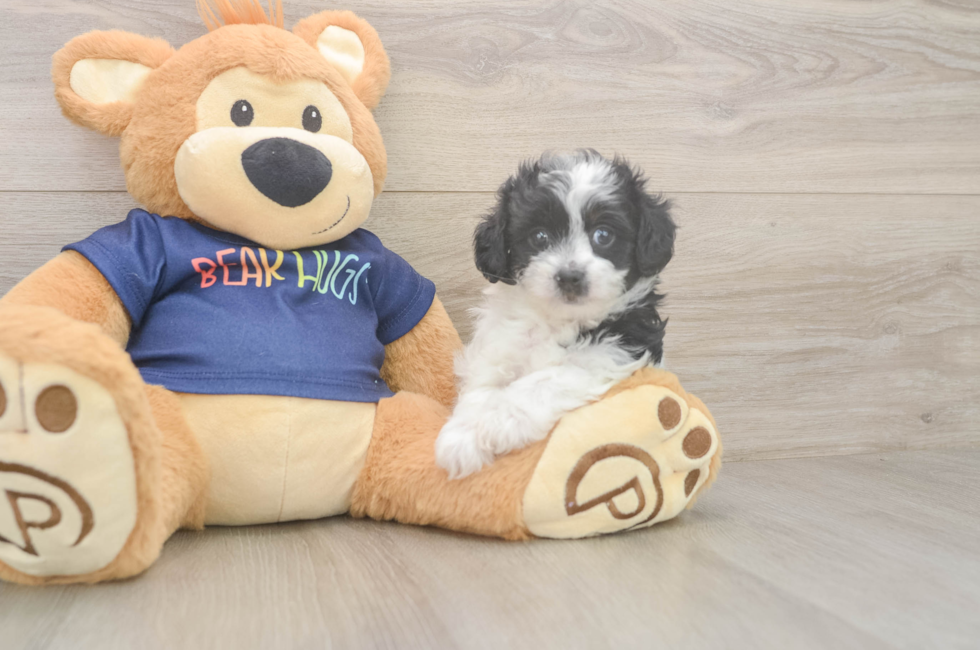 6 week old Havapoo Puppy For Sale - Florida Fur Babies