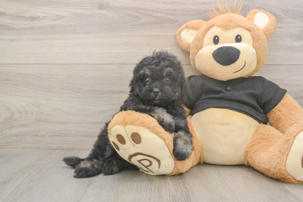 Meet Jeanie - our Havapoo Puppy Photo  2/3 - Florida Fur Babies Small Havapoo Baby