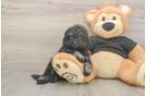 Meet Jeanie - our Havapoo Puppy Photo  2/3 - Florida Fur Babies Small Havapoo Baby