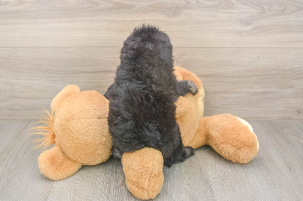 Meet Jeanie - our Havapoo Puppy Photo  3/3 - Florida Fur Babies Fluffy Havapoo Poodle Mix Pup