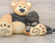 8 week old Havapoo Puppy For Sale - Florida Fur Babies