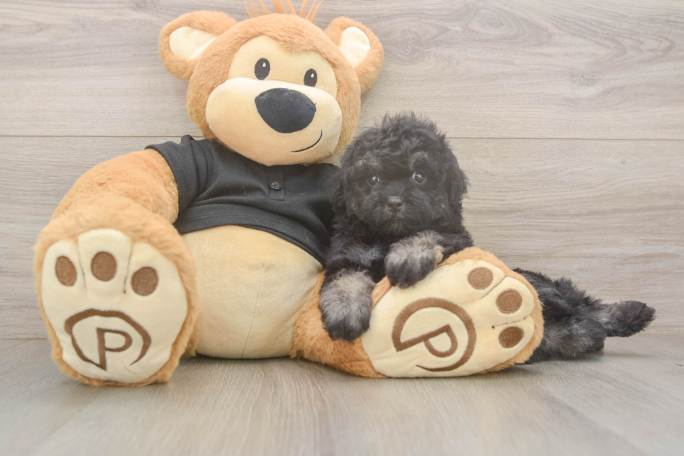 Meet Jeanie - our Havapoo Puppy Photo  1/3 - Florida Fur Babies Little Havadoodle Poodle Mix Puppy