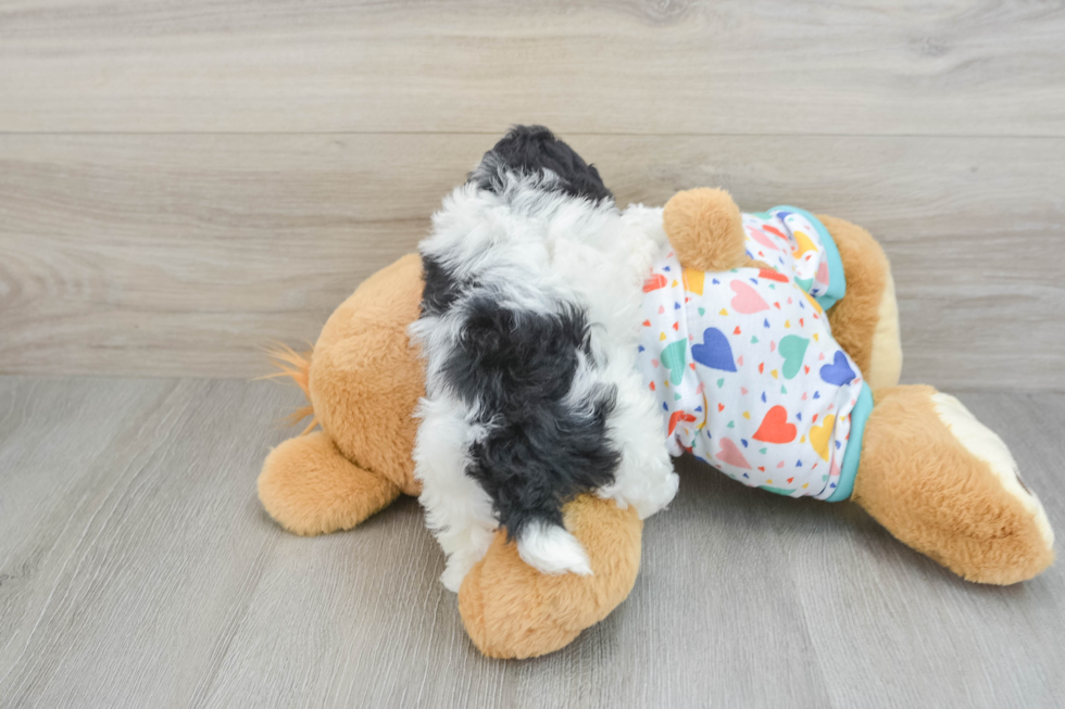 Little Havadoodle Poodle Mix Puppy