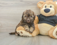 8 week old Havapoo Puppy For Sale - Florida Fur Babies