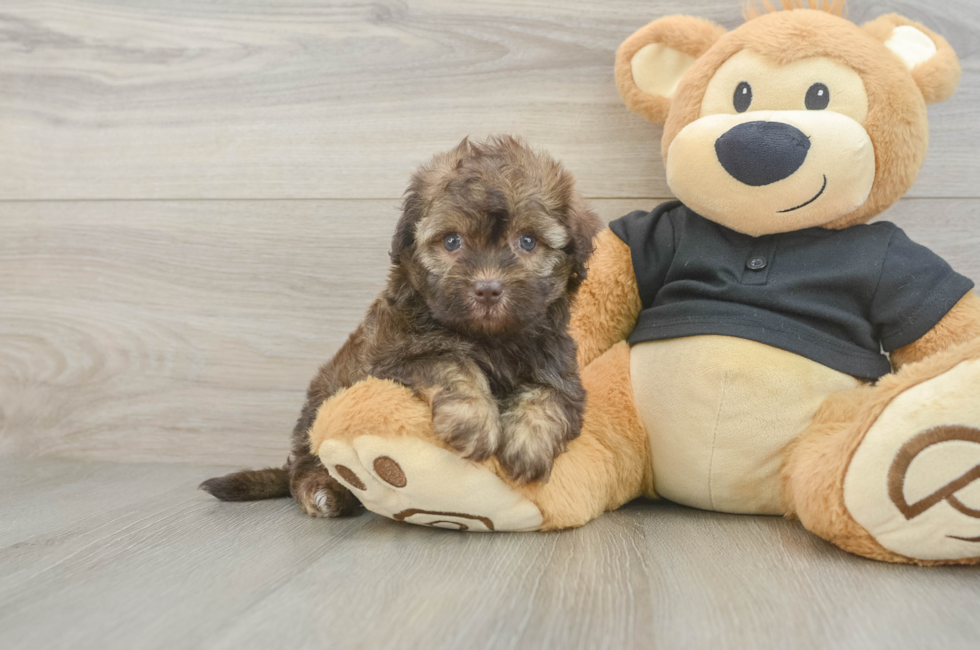 5 week old Havapoo Puppy For Sale - Florida Fur Babies