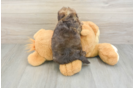 Funny Havapoo Poodle Mix Pup