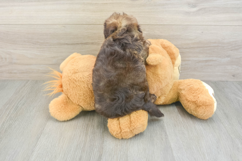Funny Havapoo Poodle Mix Pup