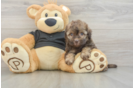 Havapoo Puppy for Adoption