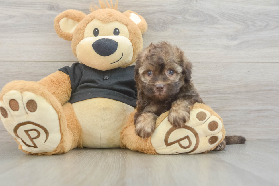 Havapoo Puppy for Adoption