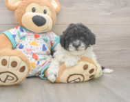 8 week old Havapoo Puppy For Sale - Florida Fur Babies