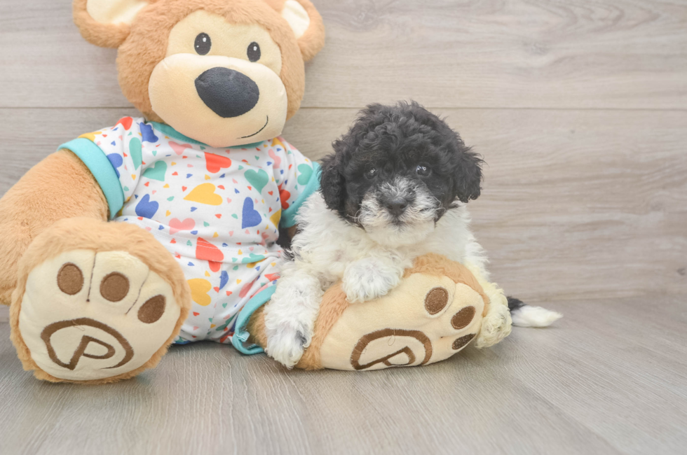 6 week old Havapoo Puppy For Sale - Florida Fur Babies