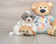 6 week old Havapoo Puppy For Sale - Florida Fur Babies