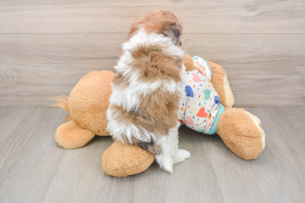 Cute Havapoo Baby