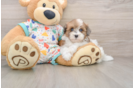 Energetic Havadoodle Poodle Mix Puppy