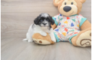 Havapoo Pup Being Cute