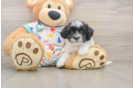 Friendly Havapoo Baby