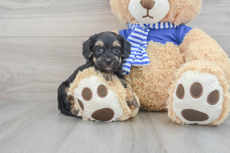 8 week old Havapoo Puppy For Sale - Florida Fur Babies
