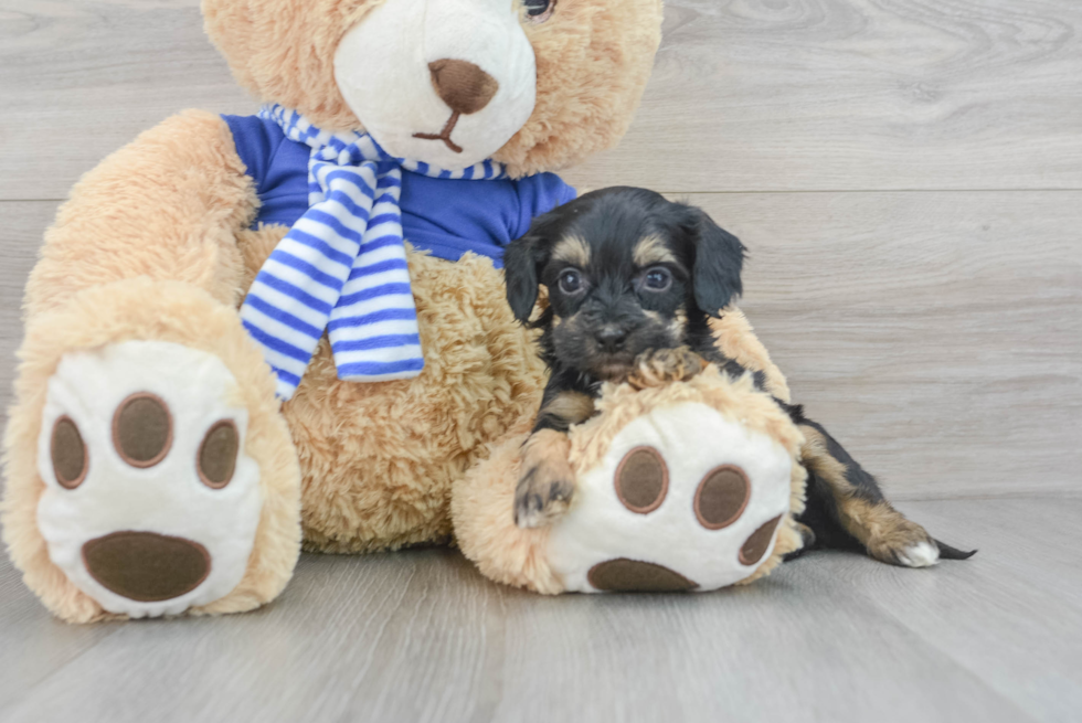 Fluffy Havapoo Poodle Mix Pup