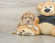 8 week old Havapoo Puppy For Sale - Florida Fur Babies