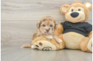 Havapoo Pup Being Cute