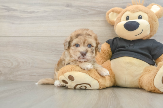 Havapoo Pup Being Cute