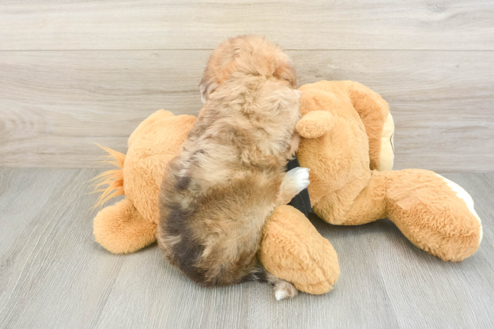 Smart Havapoo Poodle Mix Pup