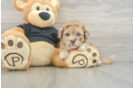 Havapoo Puppy for Adoption