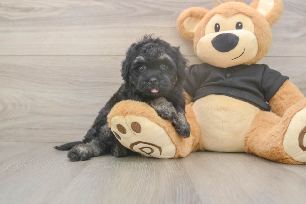 Meet Jerome - our Havapoo Puppy Photo  2/3 - Florida Fur Babies Energetic Havadoodle Poodle Mix Puppy