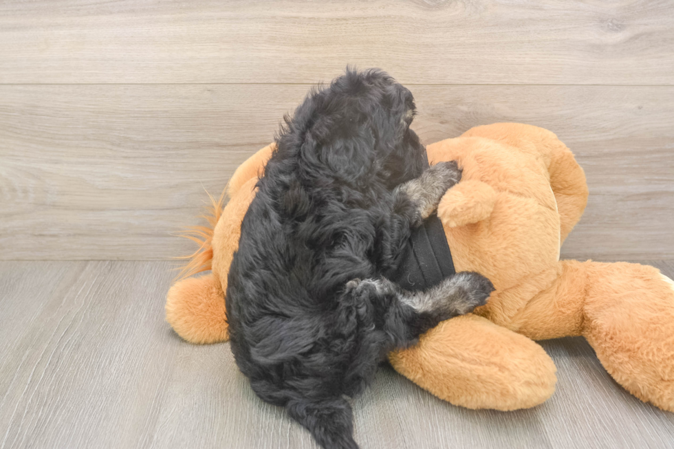 Meet Jerome - our Havapoo Puppy Photo  3/3 - Florida Fur Babies Playful Havadoodle Poodle Mix Puppy
