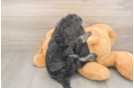 Meet Jerome - our Havapoo Puppy Photo  3/3 - Florida Fur Babies Playful Havadoodle Poodle Mix Puppy