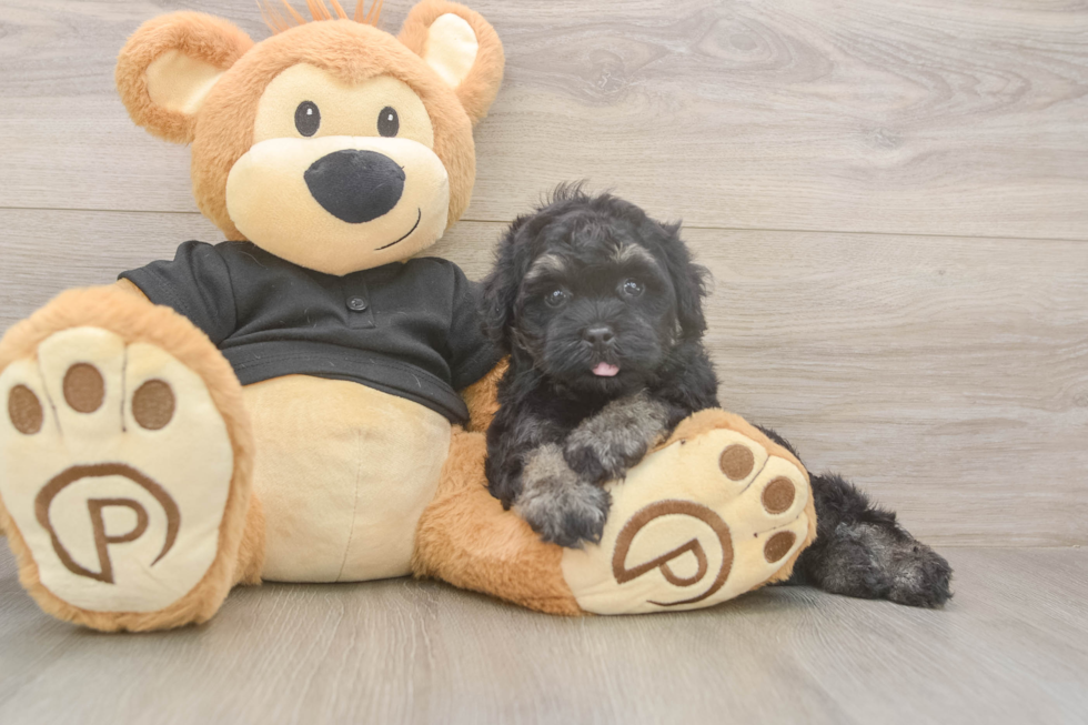 Meet Jerome - our Havapoo Puppy Photo  1/3 - Florida Fur Babies Havapoo Pup Being Cute