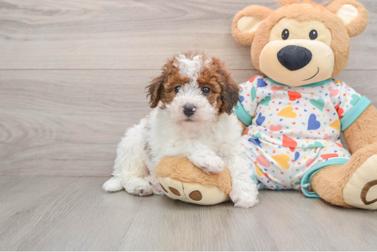 Havapoo Pup Being Cute