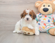 6 week old Havapoo Puppy For Sale - Florida Fur Babies