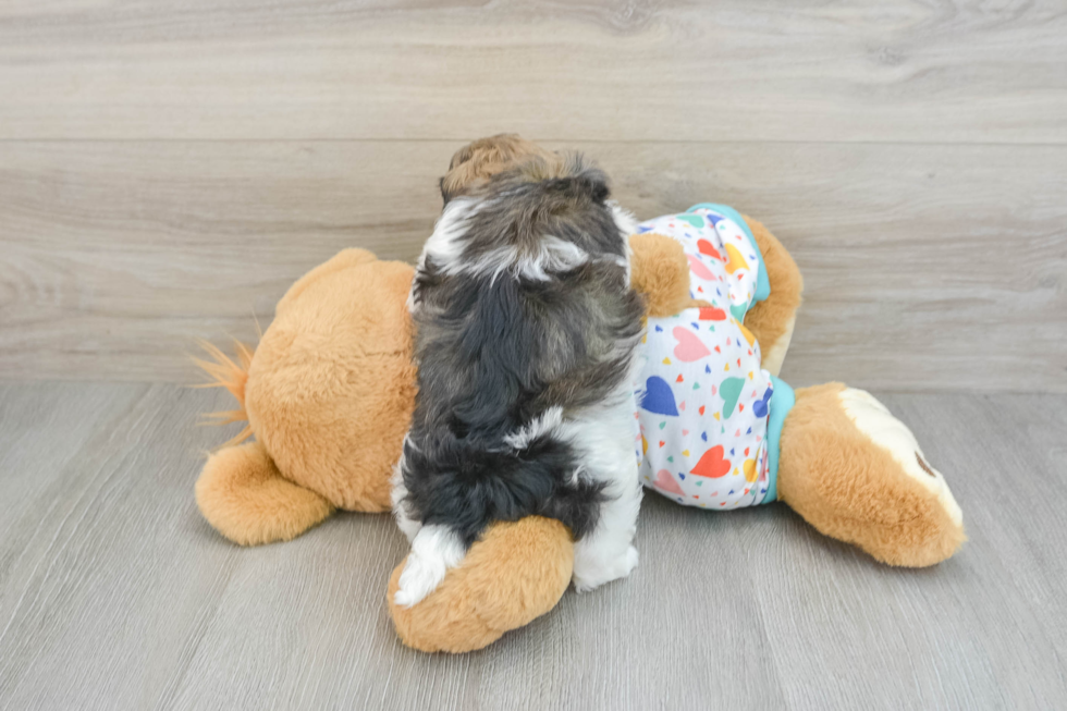 Playful Havadoodle Poodle Mix Puppy