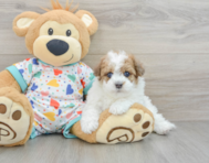 8 week old Havapoo Puppy For Sale - Florida Fur Babies
