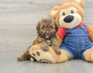 6 week old Havapoo Puppy For Sale - Florida Fur Babies