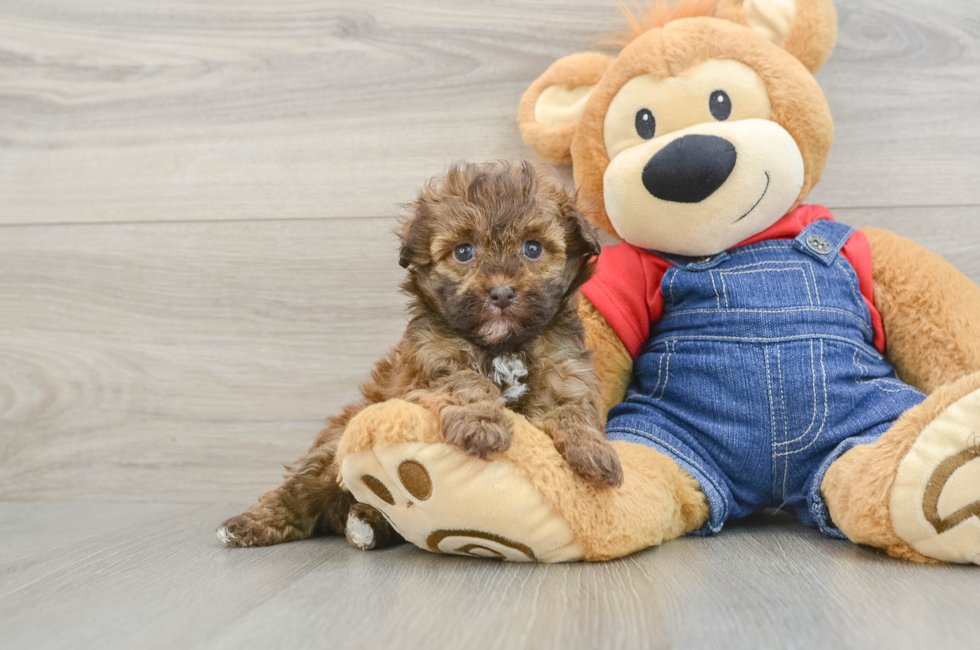 6 week old Havapoo Puppy For Sale - Florida Fur Babies